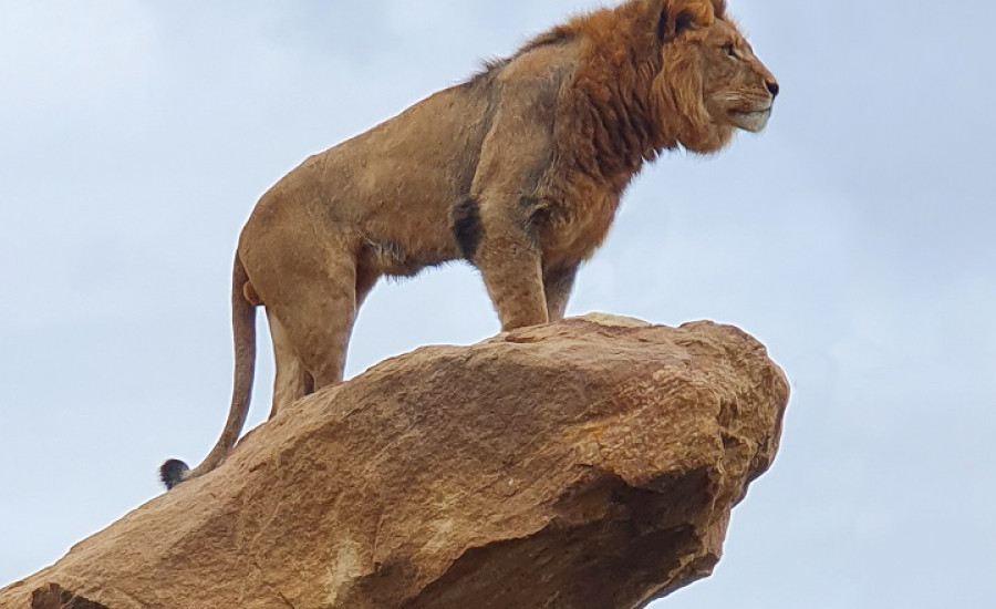 Sydney Zoo Lion Sheru